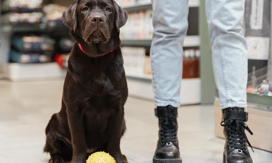 Boutique De Soins Haut De Gamme Pour Animaux À Vendre 1 Boutique De Soins Haut De Gamme Pour Animaux À Vendre 1