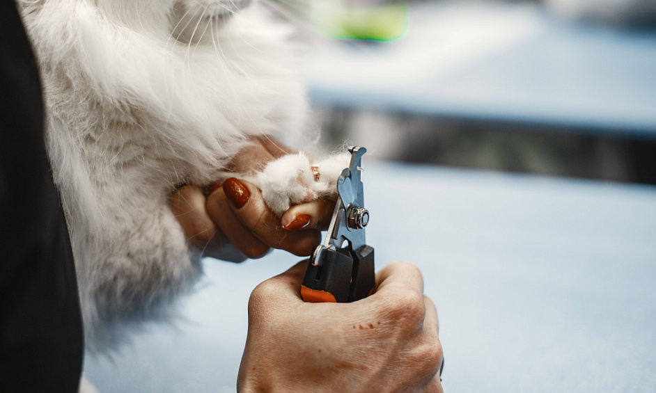 Toilettage Et Garderie Pour Animaux À Abou Dabi À Vendre 1