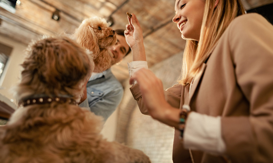 Pension Et Garderie Pour Animaux En Plein Essor À Vendre 1