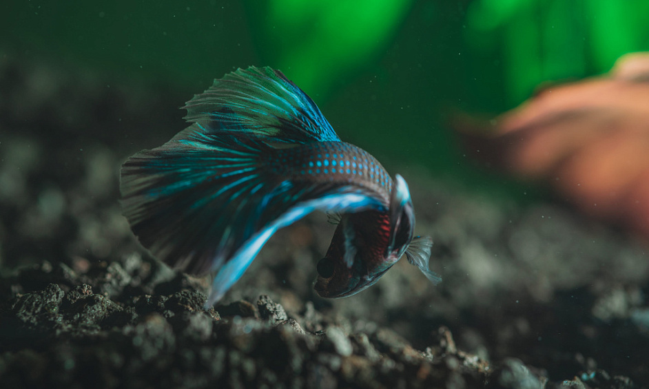 Équipements et fournitures pour magasins d'aquariophilie - Green Thumb Ornamental Fish 1