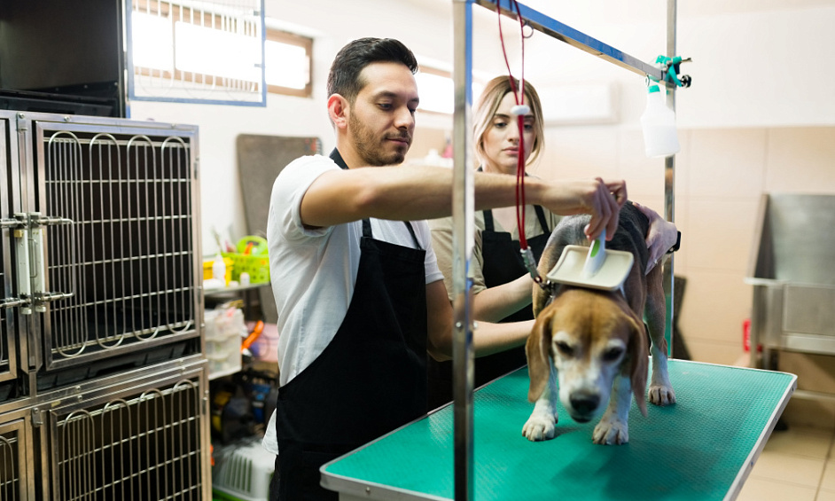 Toilettage & Pension Pour Animaux À Dubaï À Vendre 1